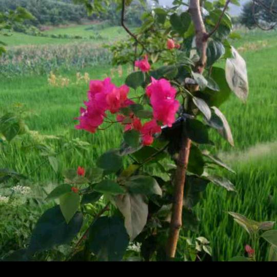 对你浅浅的思念