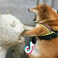 清风唱诗人