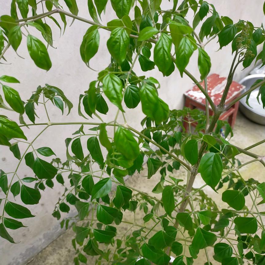 明