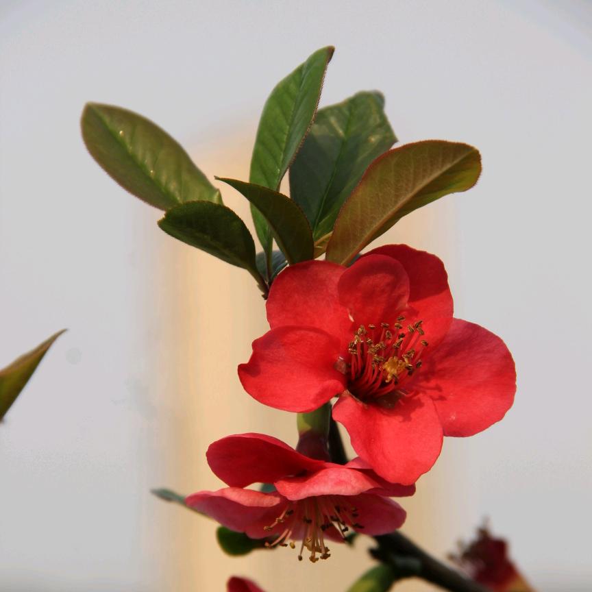 郁香菲