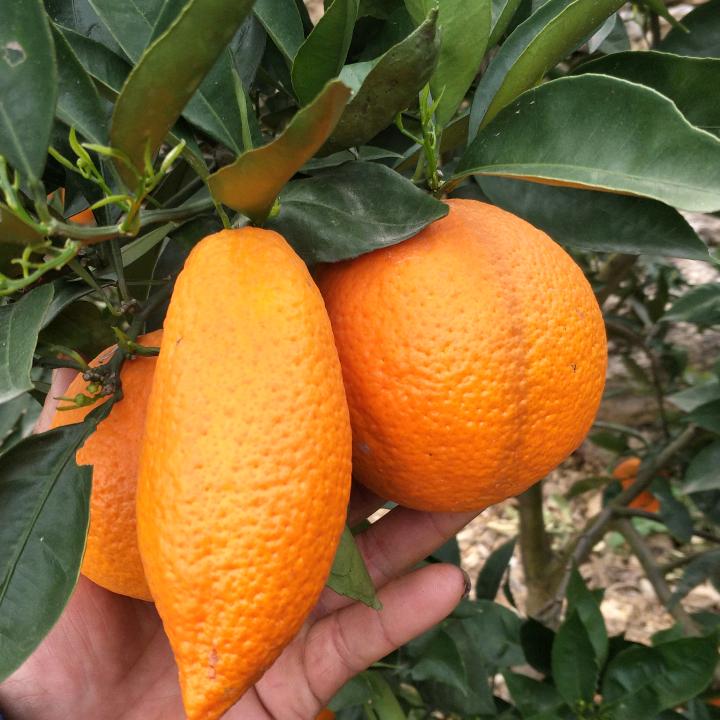 毕道明