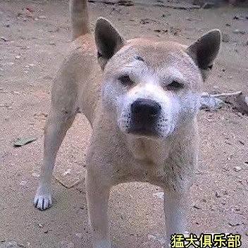八桂土猎田园犬中心
