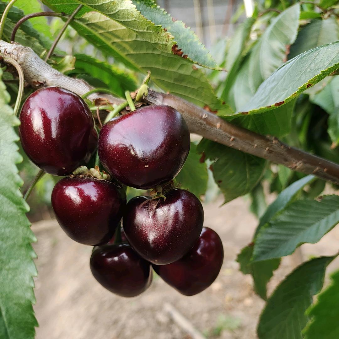 开原美樱大樱桃采摘园.