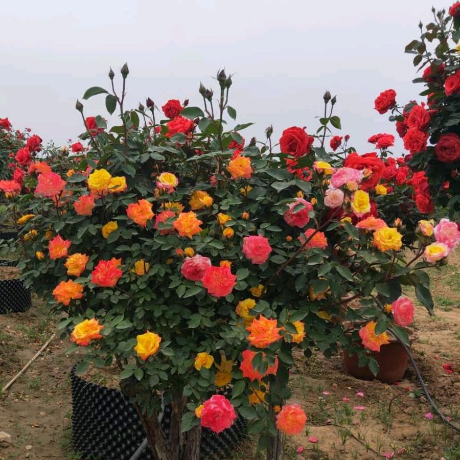锦秀花木种植专业合作社