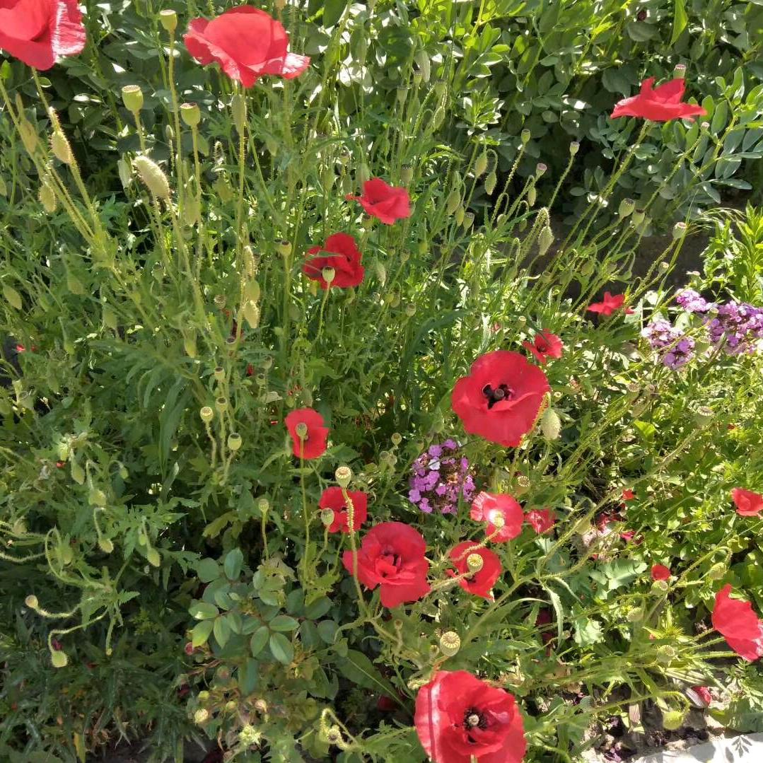 王芙蓉