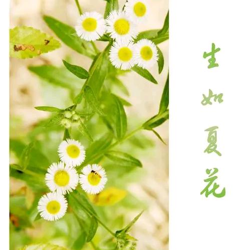 生如夏花