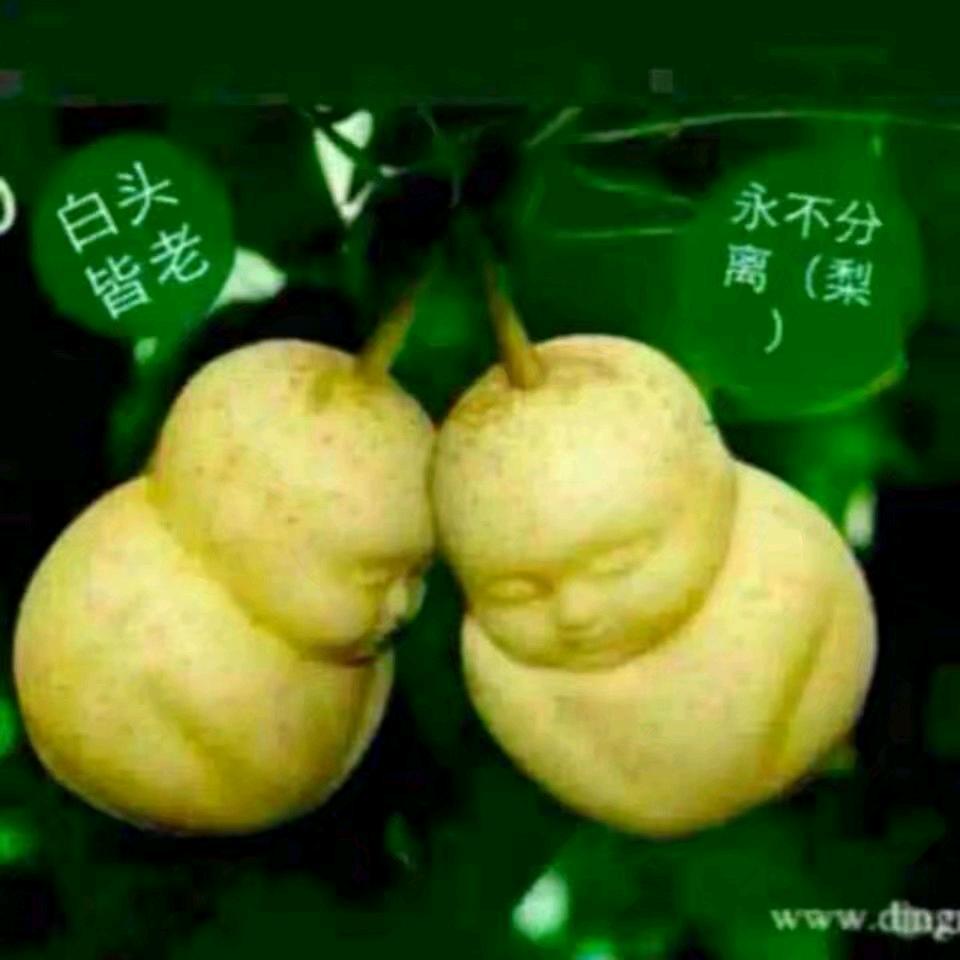 逗人恨
