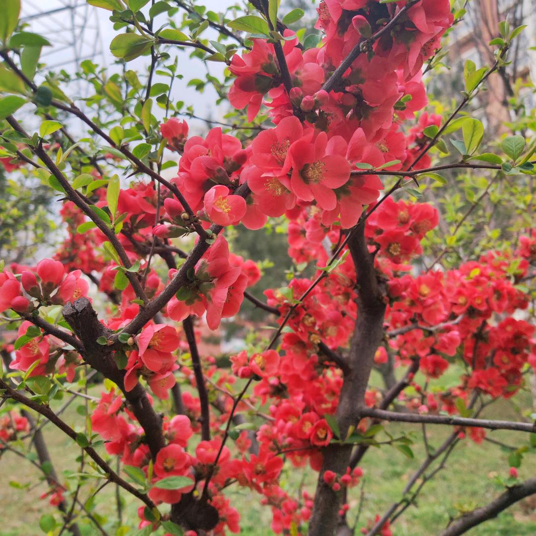 平淡@（记录日常，谢绝私聊）