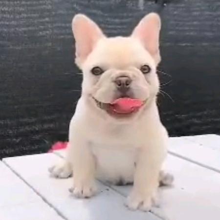 我是一只小法斗m