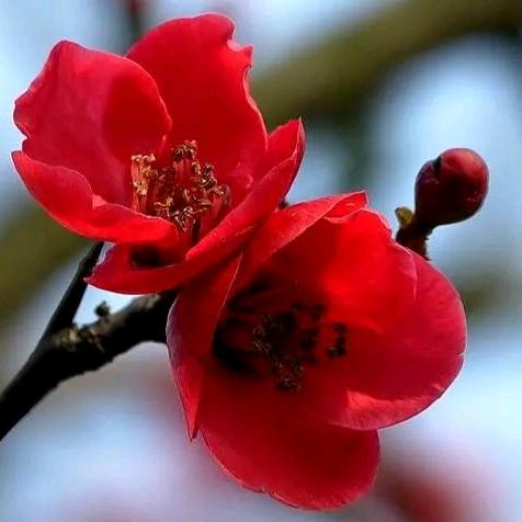 豆芽菜