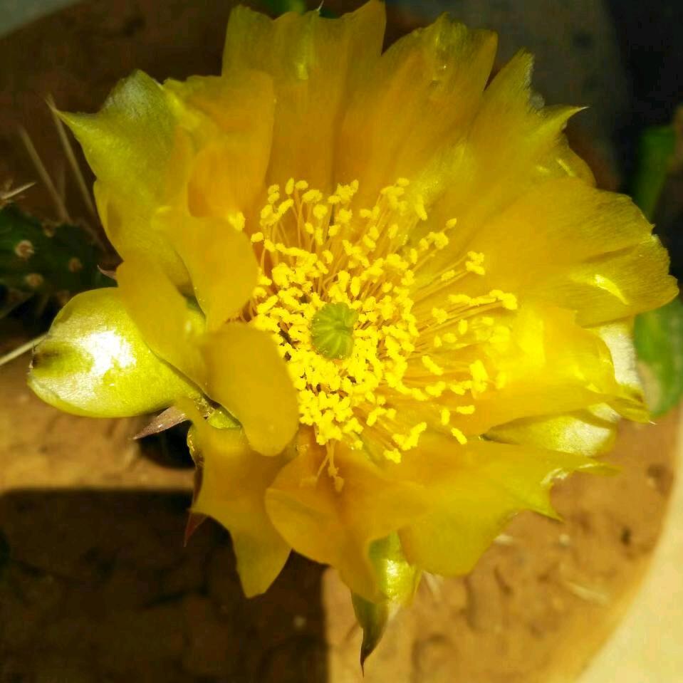 六月荷花