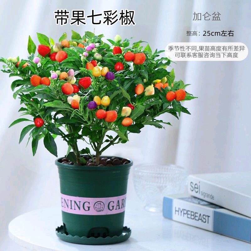 丽丽蔬菜苗种植基地