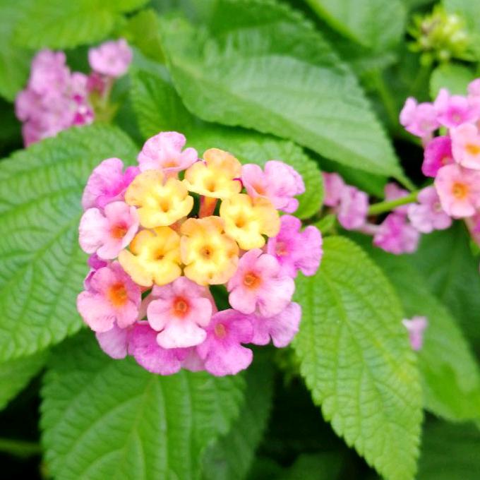 花生芽儿