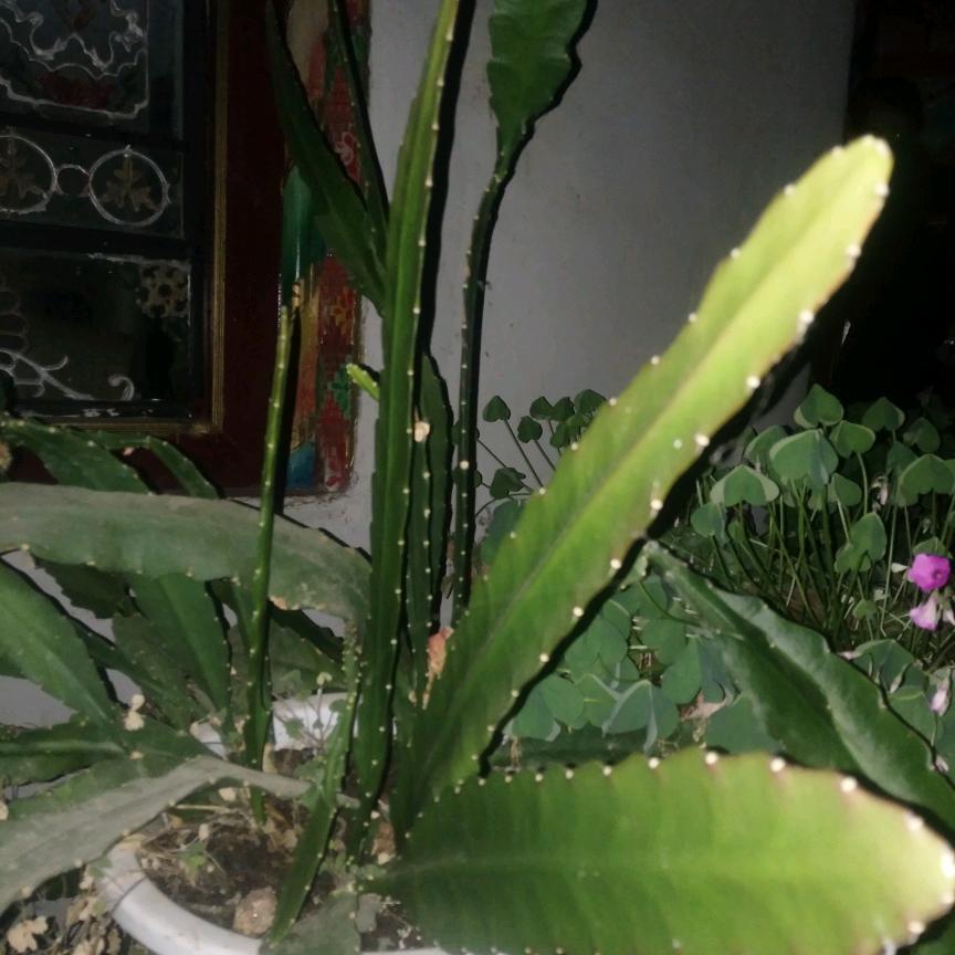泽郎科