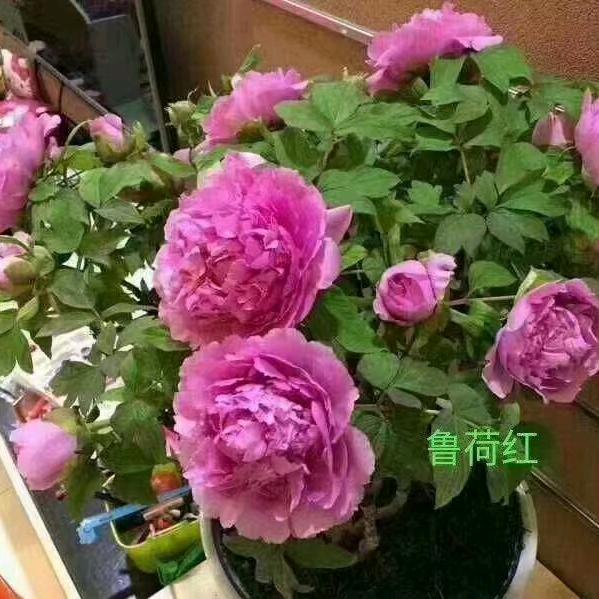 菏泽市绿禾苗木