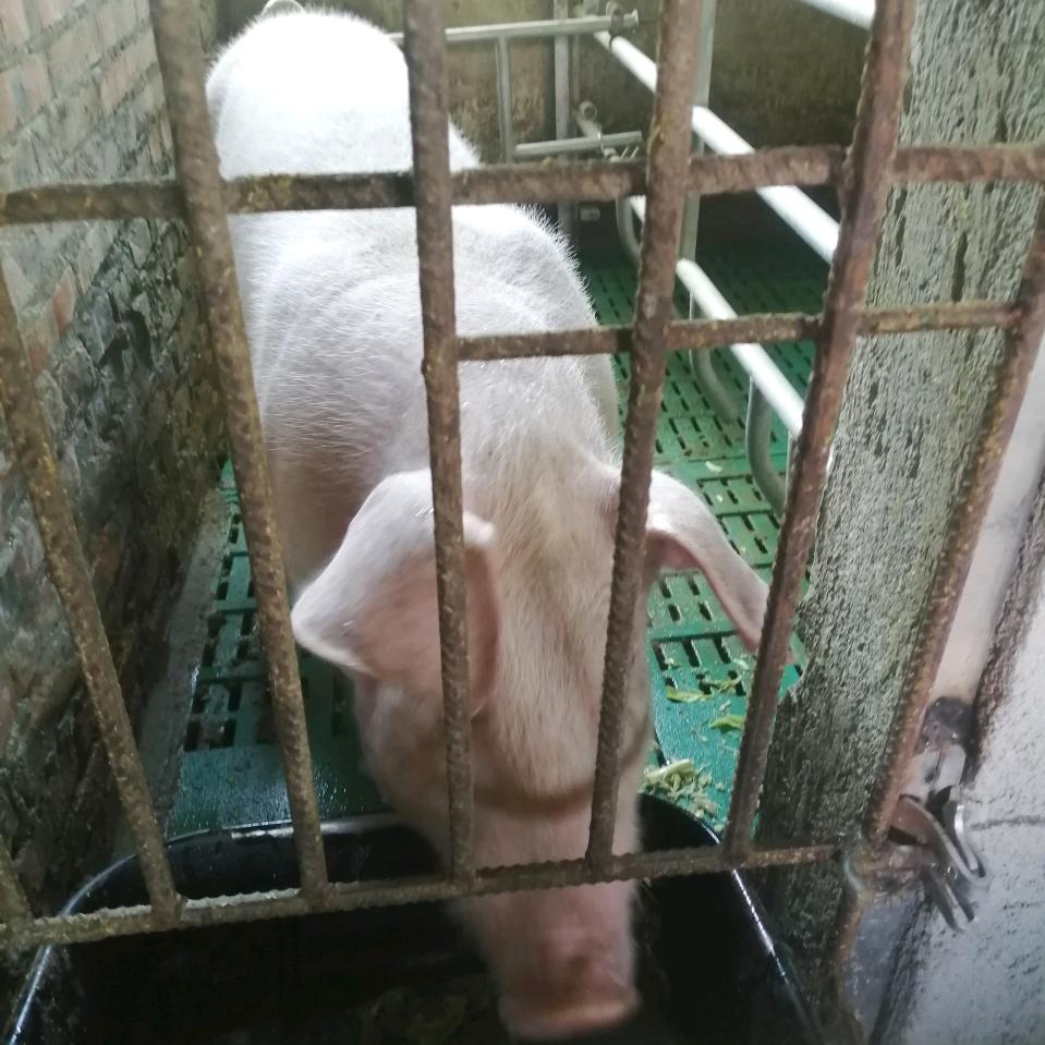 川S双庙新利村六组农家养🐖场