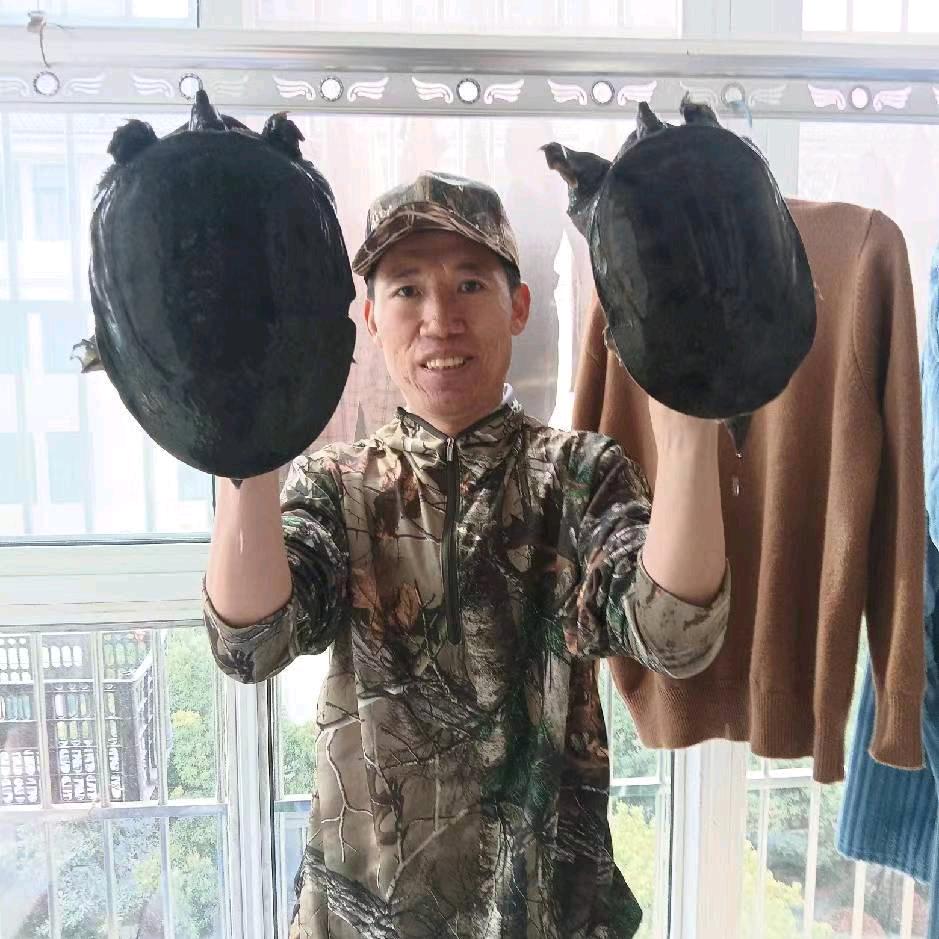 俊哥户外，打甲鱼。