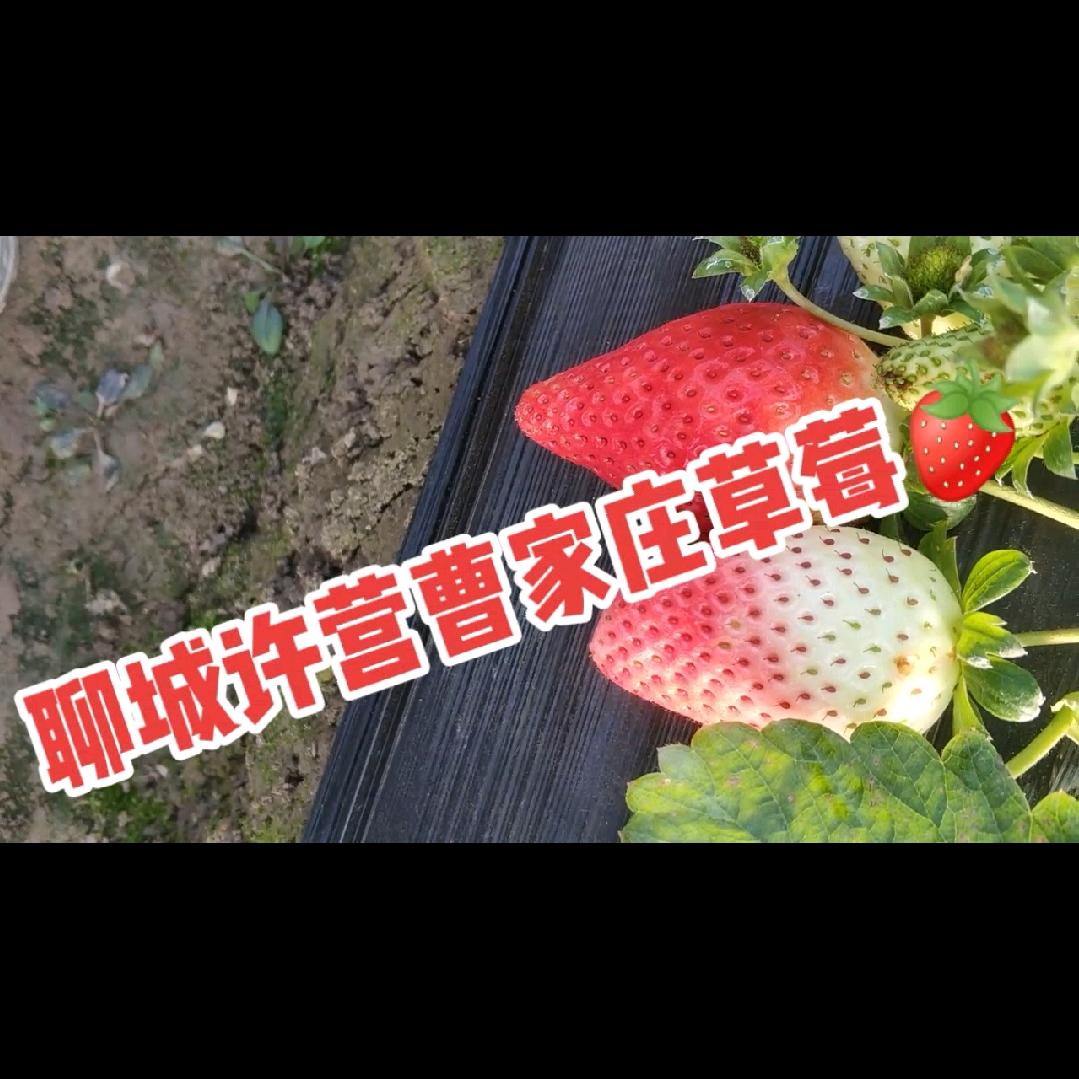 聊城许营曹家庄草莓🍓采摘园