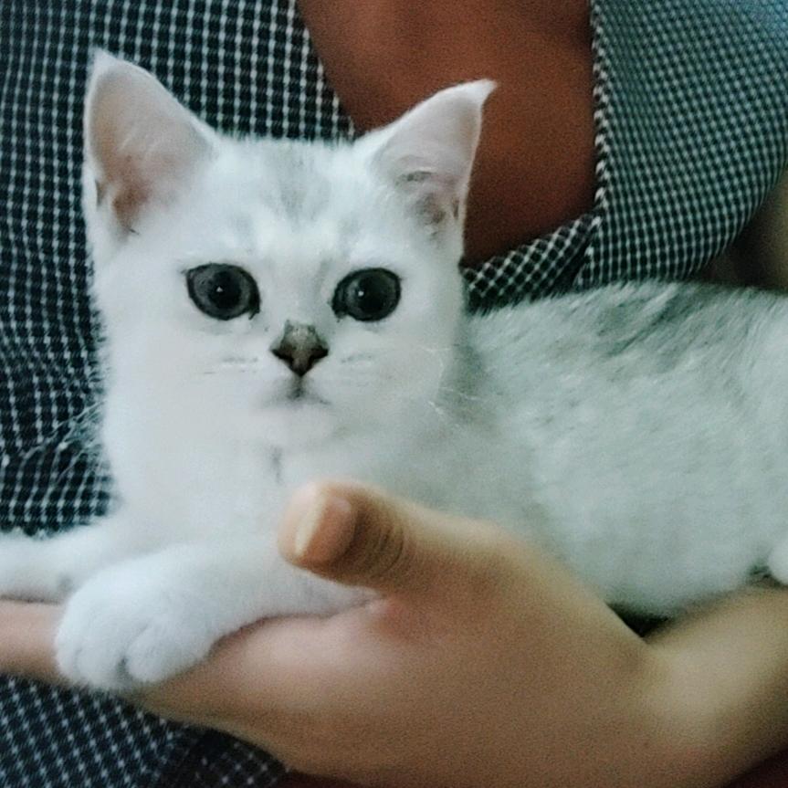 树儿