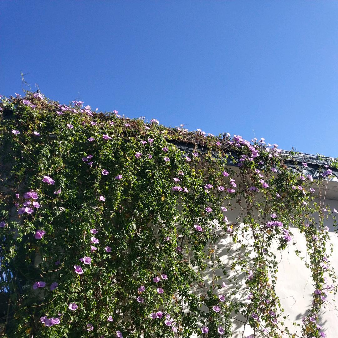 菲菲家有两千金