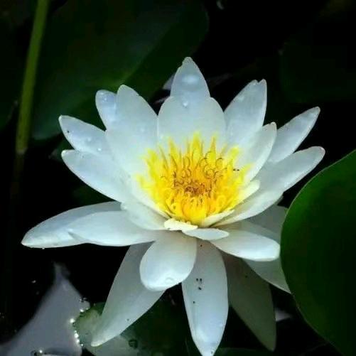 许枫