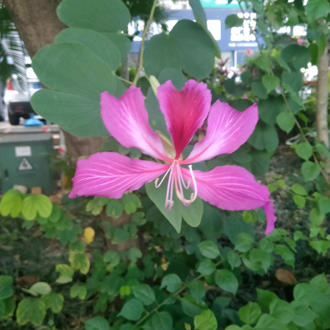 凯凯