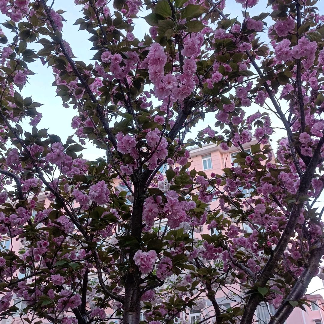 孙秋霞钟点工