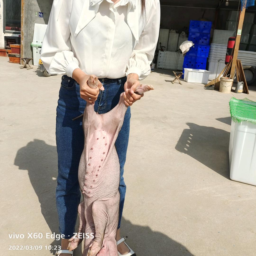 猪仔直消