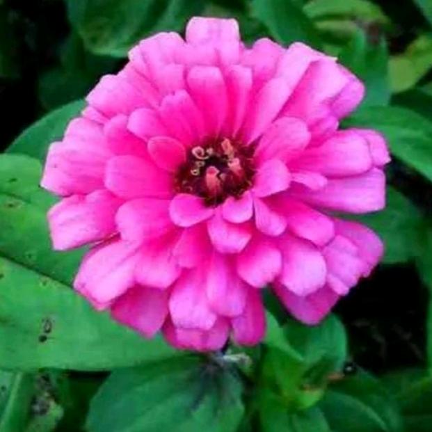 💕花开富贵💕