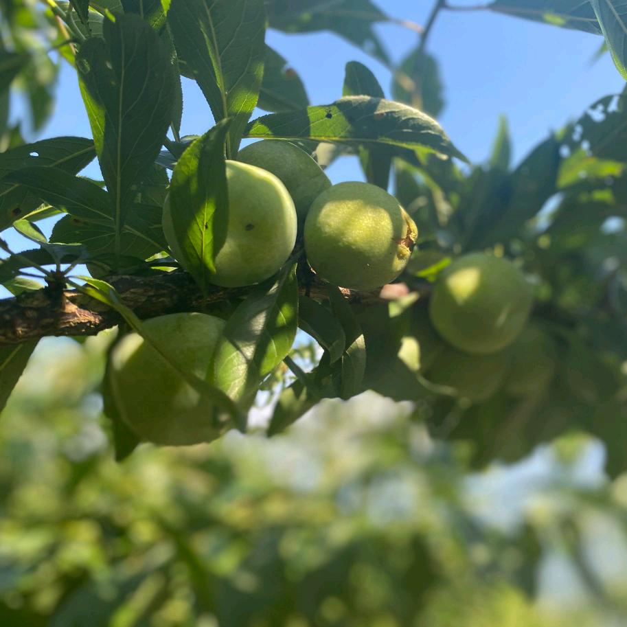 巫溪徐家镇枣树村青脆李果园基地