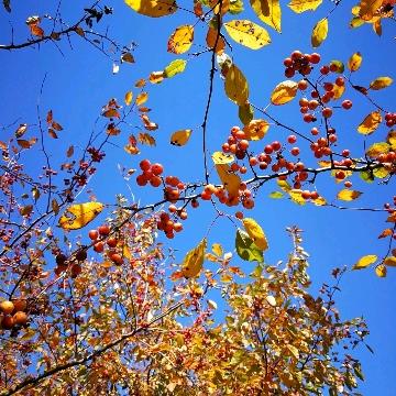 带着故乡去流浪