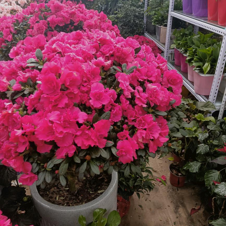 川岍人在新疆芳芳姐