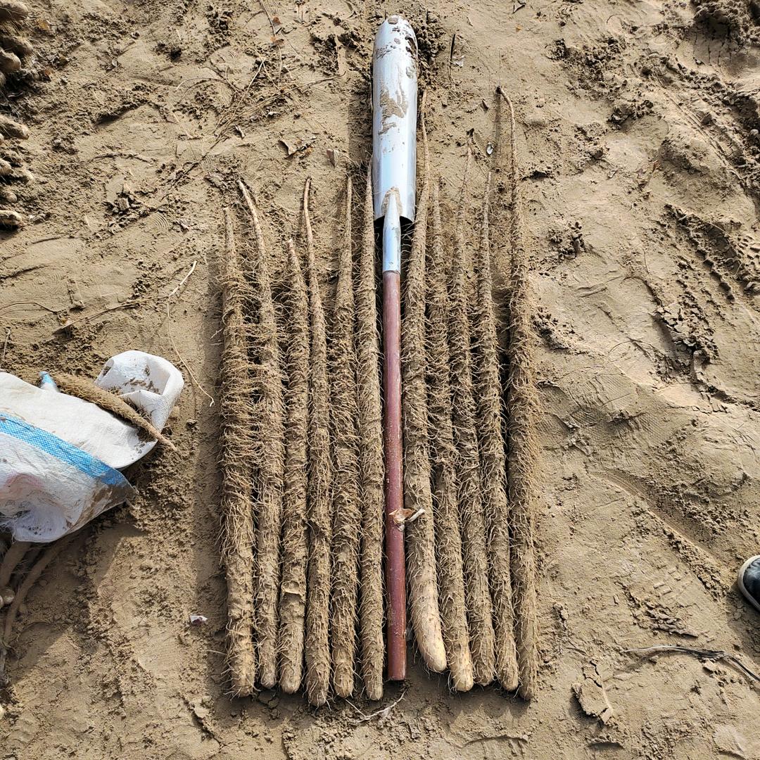 老男人银川铁棍山药种植