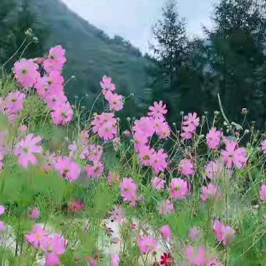 心有阳光☀️
