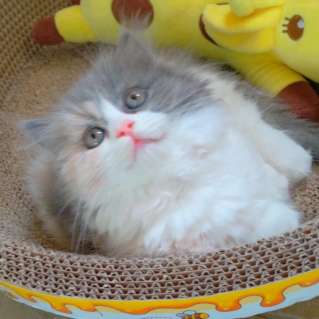 富贵儿！
