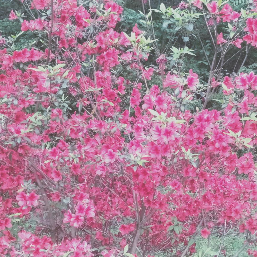 梦想