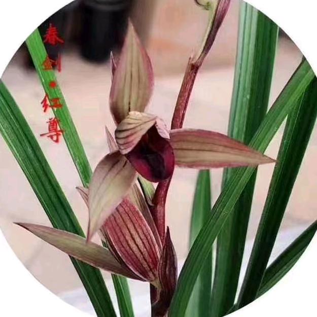 青神县洪哥种植家庭农场
