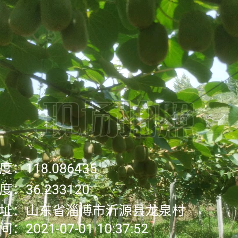 根艺