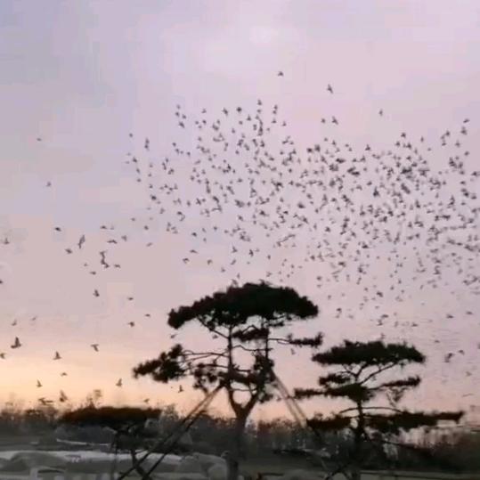 老吴