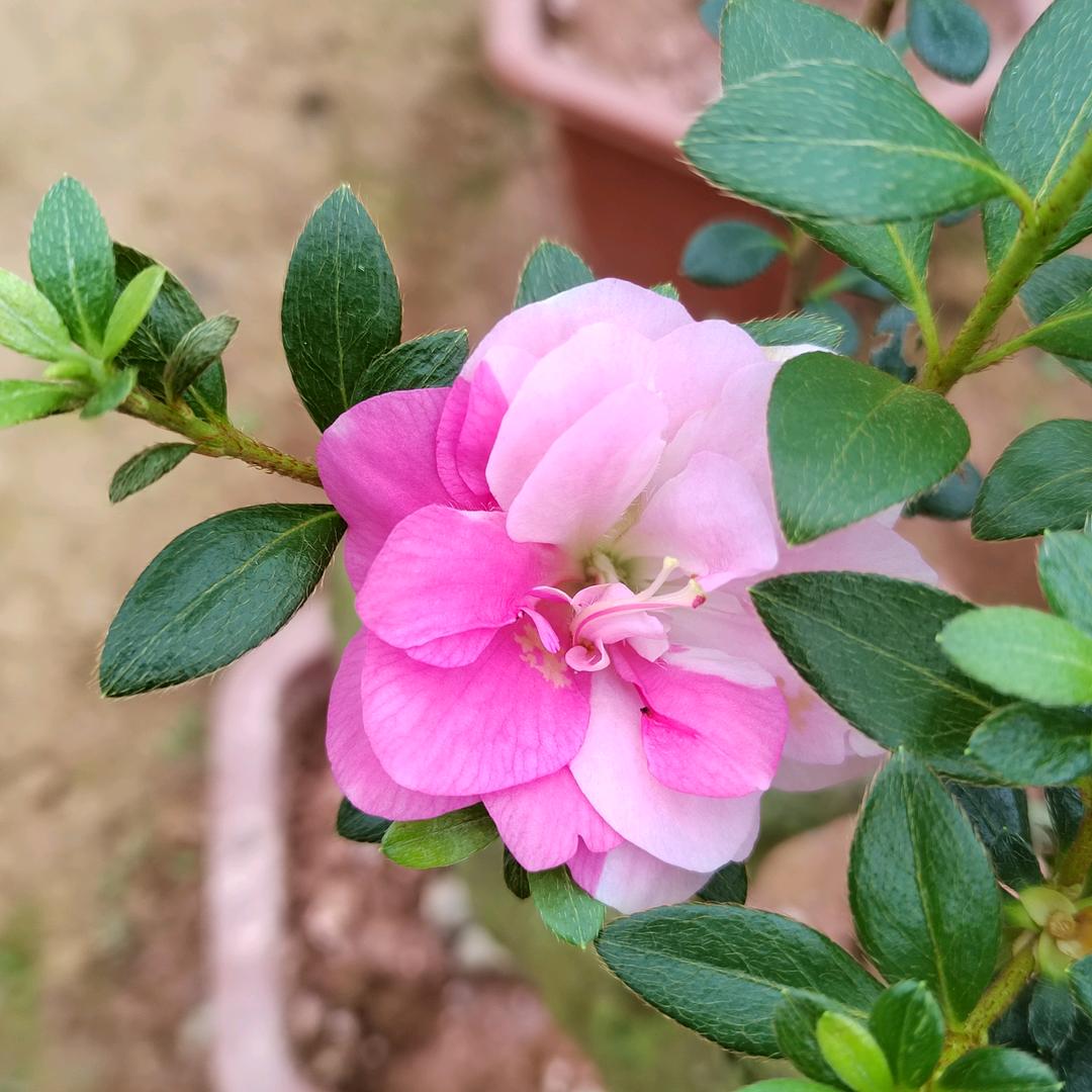 桐心花卉
