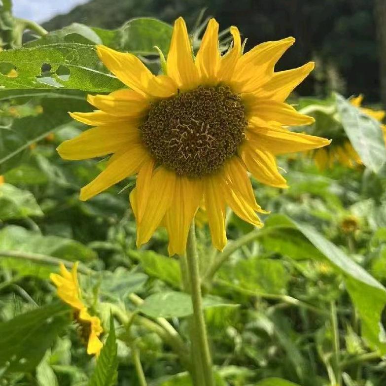 涵姐吃货（已减15）