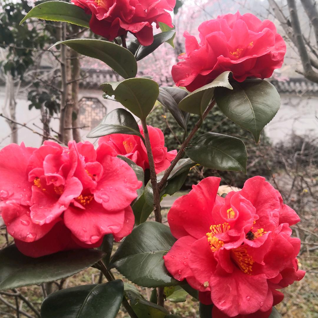 朝阳芳林