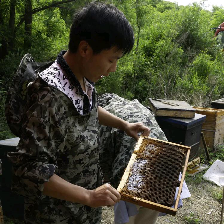 大蜜蜂