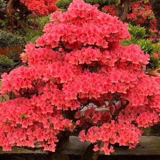 小袁花卉