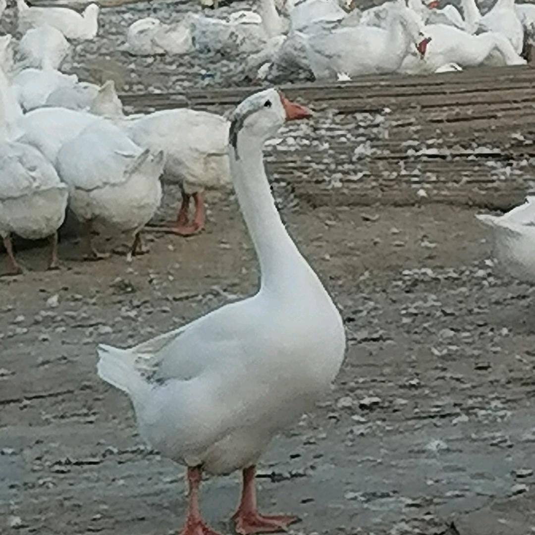 你好漂亮鹅