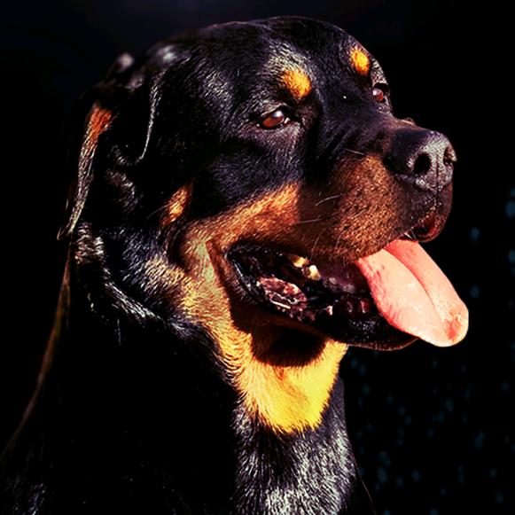 我和警犬高丽的故事