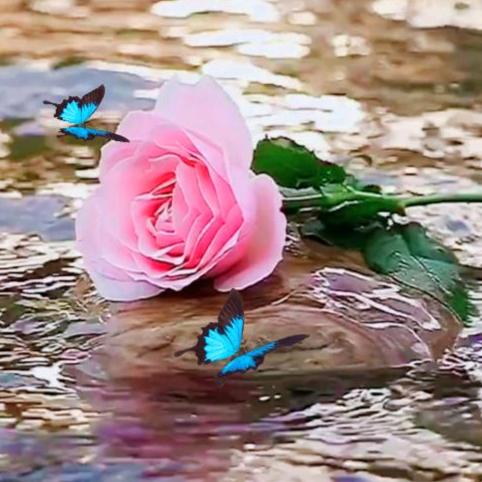 ᨳᤢᤣ᭄阳ړ光･明ᬼ媚ꦿ꯭🌹