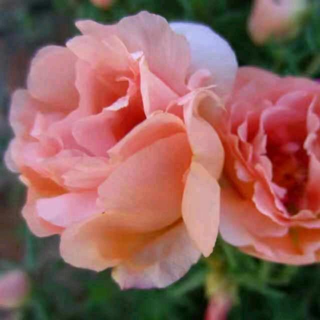 沉香花卉园艺（胖姐种花）