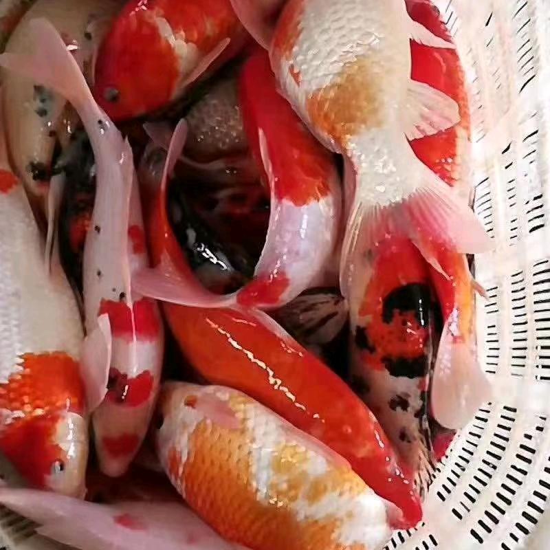 A批发各种淡水鱼苗