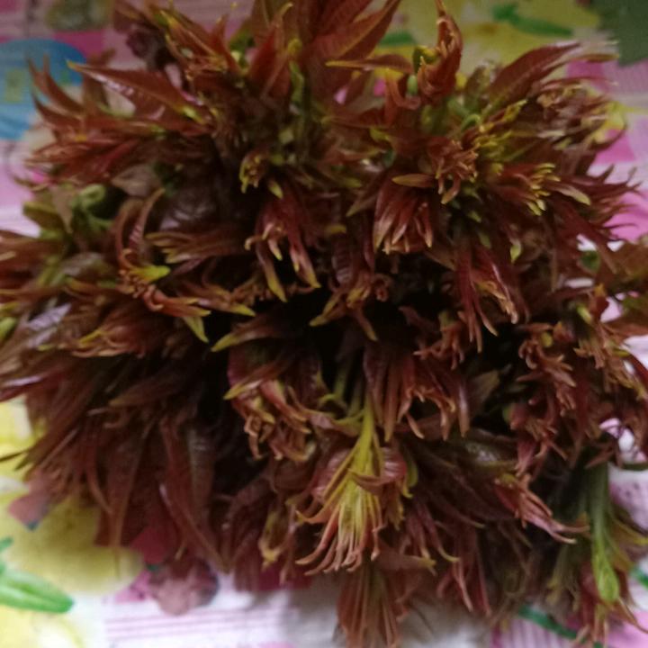 倩倩